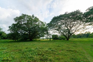 Bataklık ağacı orman manzaralı yeşil çayır.