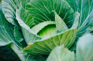 Çiftlik sebzelerinde yetişen taze yeşil lahana.