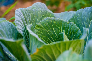 Çiftlik sebzelerinde yetişen taze yeşil lahana.
