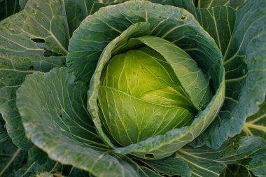Çiftlik sebzelerinde yetişen taze yeşil lahana.
