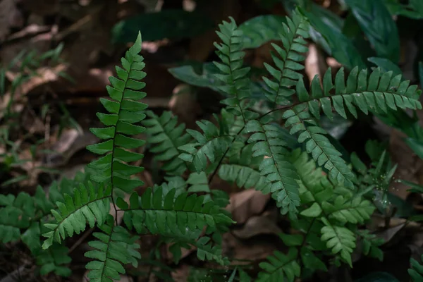 Tropical Green Fern Leaves Dark Background Jungle Perfect Natural Fern — Stockfoto