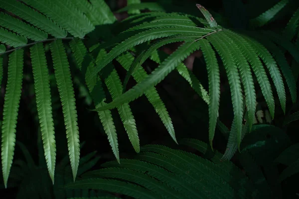 Тропічні Зелені Листя Папороті Темному Тлі Джунглях Ідеальний Природний Візерунок — стокове фото