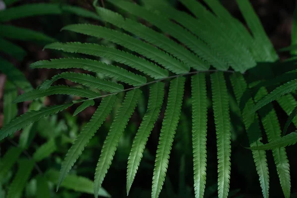 Tropical Green Fern Leaves Dark Background Jungle Perfect Natural Fern — 图库照片