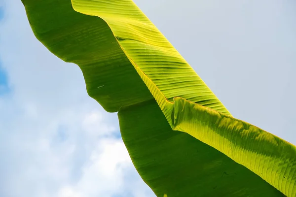 Green Banana Plant Leaf Blue Sky Cloud Nature Tree Leaf —  Fotos de Stock