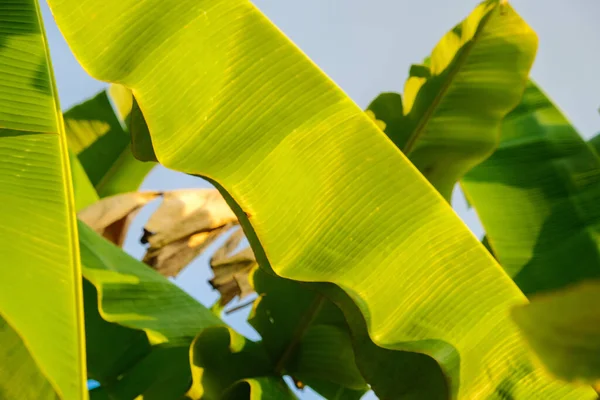 Green Banana Plant Leaf Blue Sky Cloud Nature Tree Leaf —  Fotos de Stock