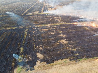 Rice farm burn fire after harvest cause of air pollution agricultural industry aerial view