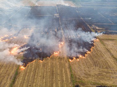 Rice farm burn fire after harvest cause of air pollution agricultural industry aerial view