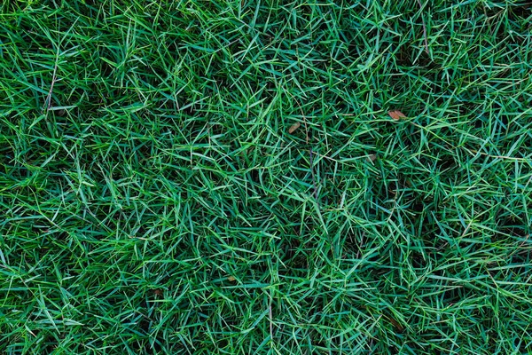 Green Nature Grass Texture Top View Grass Background — стоковое фото