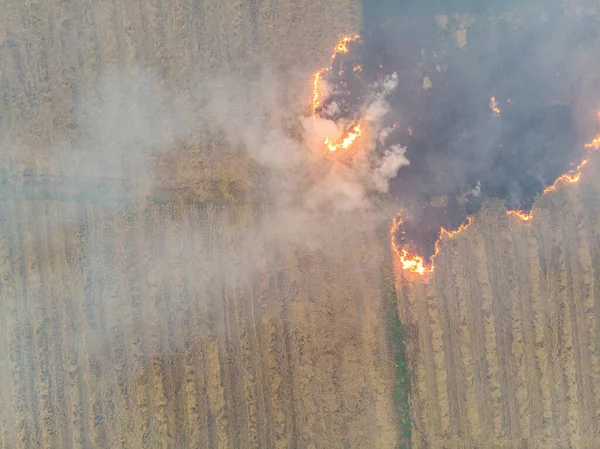 Rice Farm Burn Fire Harvest Cause Air Pollution Agricultural Industry — Fotografia de Stock