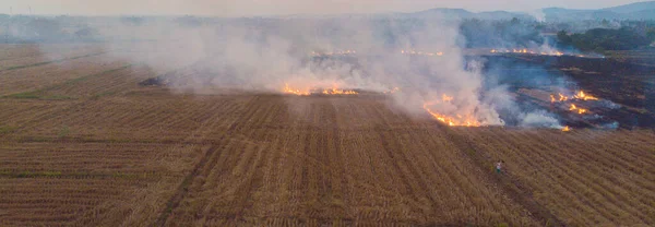 Rice Farm Burn Fire Harvest Cause Air Pollution Agricultural Industry — Stockfoto