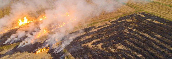 Rice Farm Burn Fire Harvest Cause Air Pollution Agricultural Industry — Fotografia de Stock