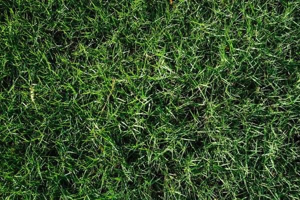 Green Nature Grass Texture Top View Grass Background Stock Image