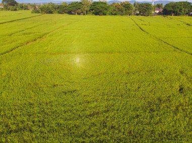 Paddy pirinç yeşili tarla sabah güneş doğumu hava görüşü tarım endüstrisi