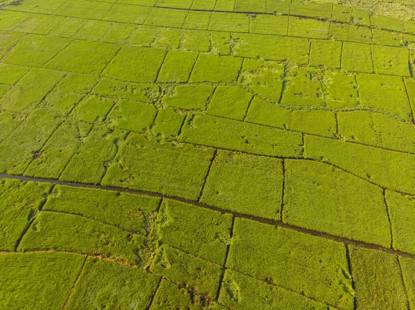 Paddy Pirinç Yeşili Tarla Sabah Güneş Doğumu Hava Görüşü Tarım — Stok fotoğraf