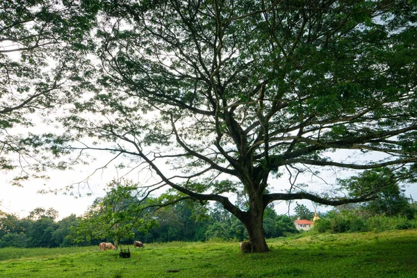 Prado Grama Verde Com Pântano Árvore Floresta Natureza Paisagem — Fotografia de Stock