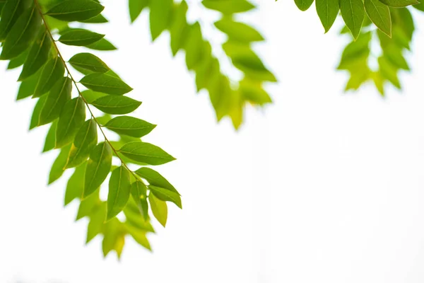 Ботаническая Природа Зелёных Листьев Дерева Белом Бэкгранде — стоковое фото
