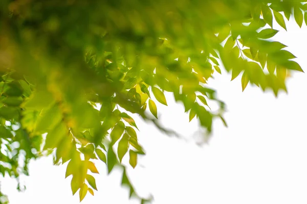 Hoja Árbol Verde Naturaleza Botánica Fondo Blanco Enfoque Selectivo —  Fotos de Stock