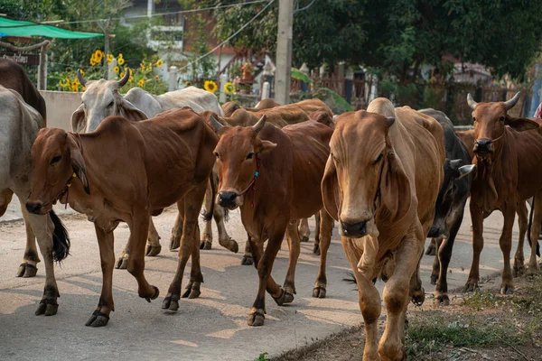 Meat cow group walking on rural road castle industry