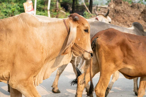 Meat cow group walking on rural road castle industry