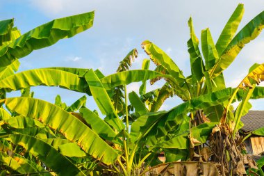 Green banana plant leaf against blue sky with cloud nature tree leaf