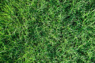Green nature grass texture top view grass background