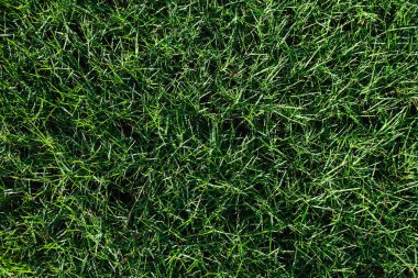 Green nature grass texture top view grass background