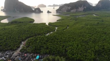 Hava manzaralı tropikal yağmur mangrov ormanları sabah güneşli doğa manzarası