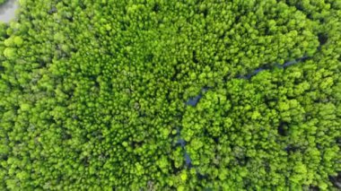 Tayland 'ın güzel yeşil tropikal ormanının hava görüntüleri.