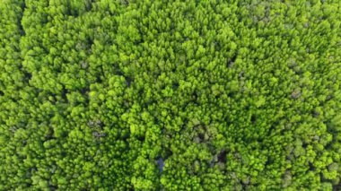 Tayland 'ın güzel yeşil tropikal ormanının hava görüntüleri.