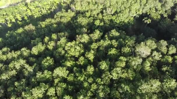 Aerial Footage Beautiful Green Tropical Forest Thailand — Stock Video