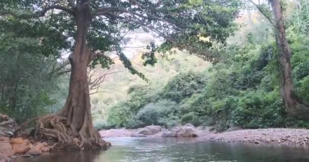 带河流自然生态的热带雨林雾中的空中景观日出 免版税图库视频