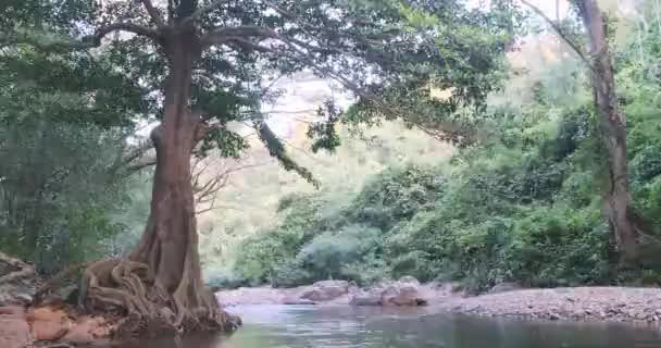 带河流自然生态的热带雨林雾中的空中景观日出 免版税图库视频片段