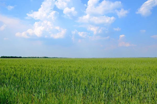 De tarweveld en de blauwe hemel — Stockfoto