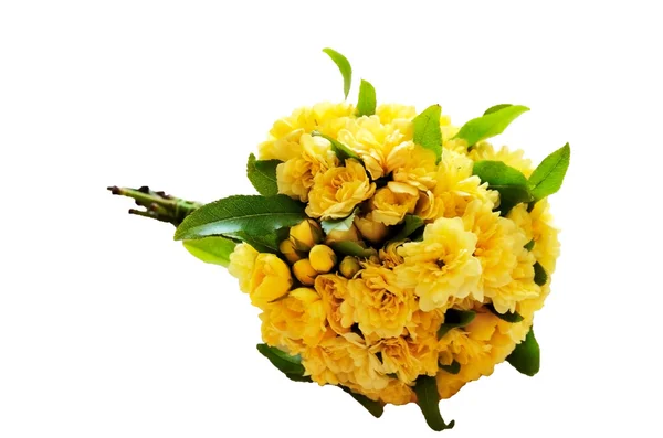 Bunga kuning Fortuniana terisolasi — Stok Foto