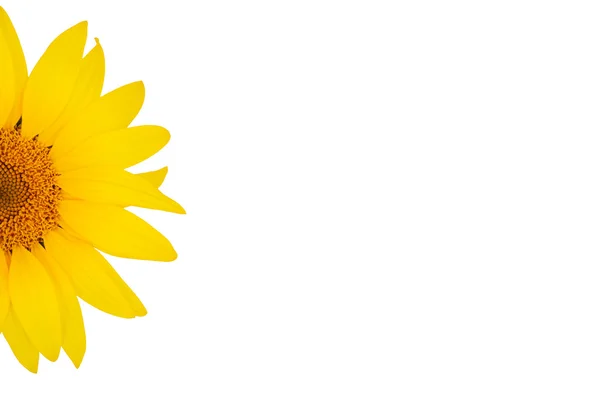 Sunflower close-up on the left isolated on white background — Stock Photo, Image
