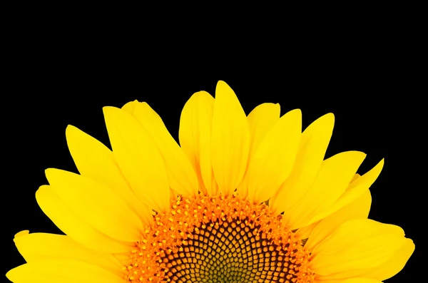 Sunflower close-up from the bottom of the image isolated on blac — Stock Photo, Image