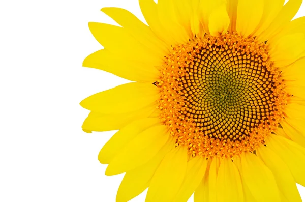 Big sunflower close-up on the right isolated on white backgroun — Stock Photo, Image