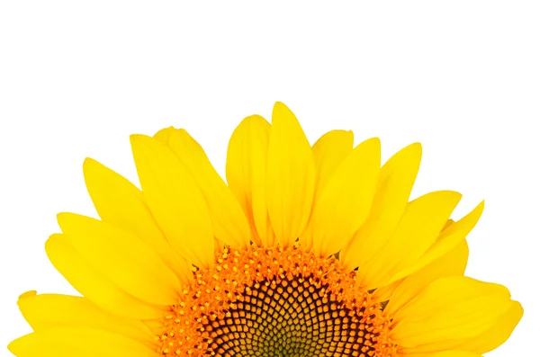 Sunflower close-up from the bottom of the image isolated on whit — Stock Photo, Image