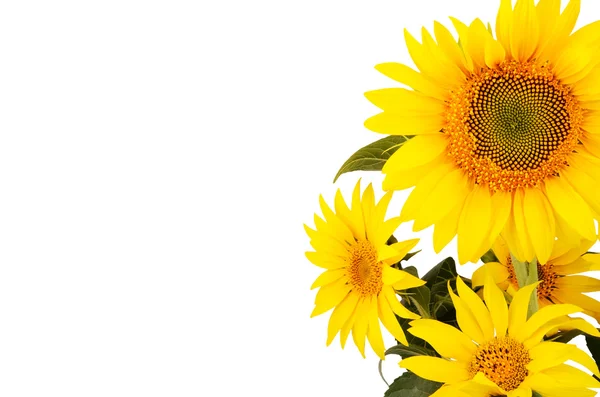 Bouquet of sunflowers on the right isolated on white background — Stock Photo, Image