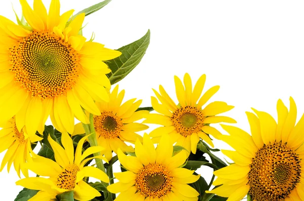 Large bouquet of sunflowers isolated on white background — Stock Photo, Image