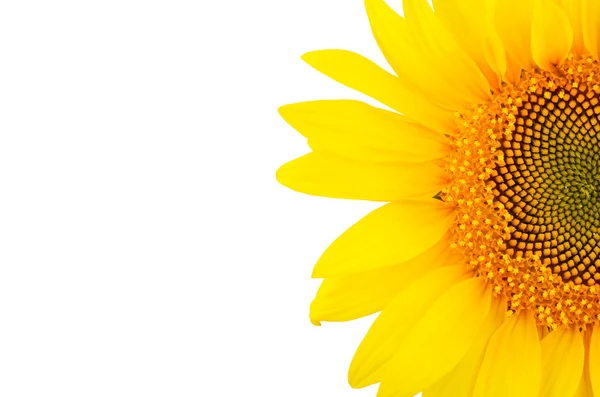 Sunflower close-up isolated on white background — Stock Photo, Image
