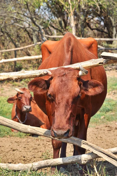 Vaca marrón en un primer plano de corral de pastos — Foto de Stock