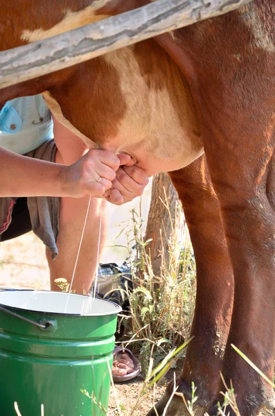 Milkmaid ordenhando uma vaca closeup vertical — Fotografia de Stock