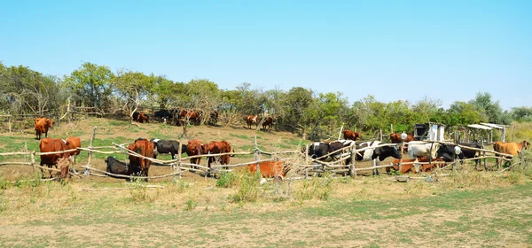 Cows in the pasture corral — Stock Photo, Image