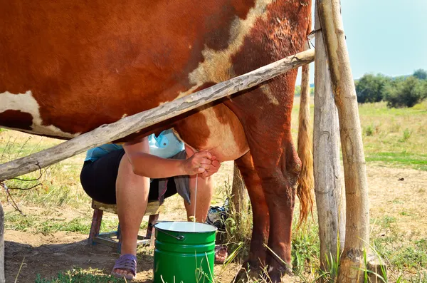 Lechera ordeñando una vaca horizontal — Foto de Stock