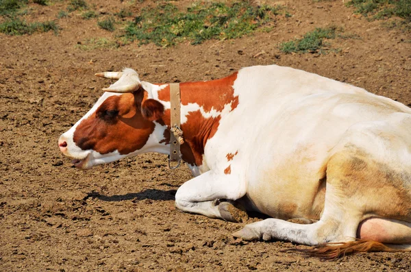 Пятнистая корова лежит на земле — стоковое фото