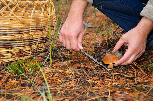 hands of men cutting edible mushroom knife