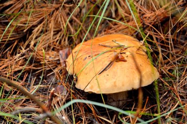 iğne yakın büyüyen boletus mantarı