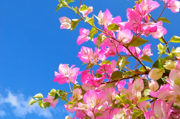 Pink flowers and blue sky — Stock Photo, Image