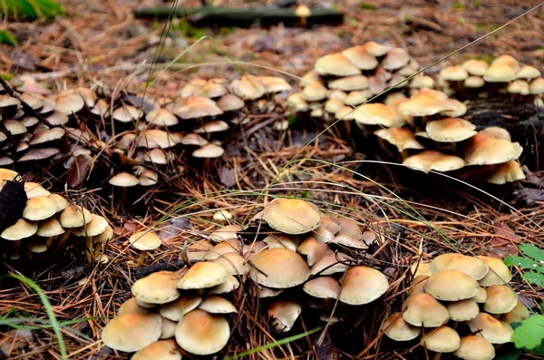 Muchos hongos que crecen — Foto de Stock